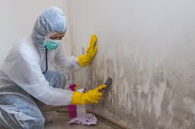 Reliable Beaumont, TX Mold Inspection Solutions